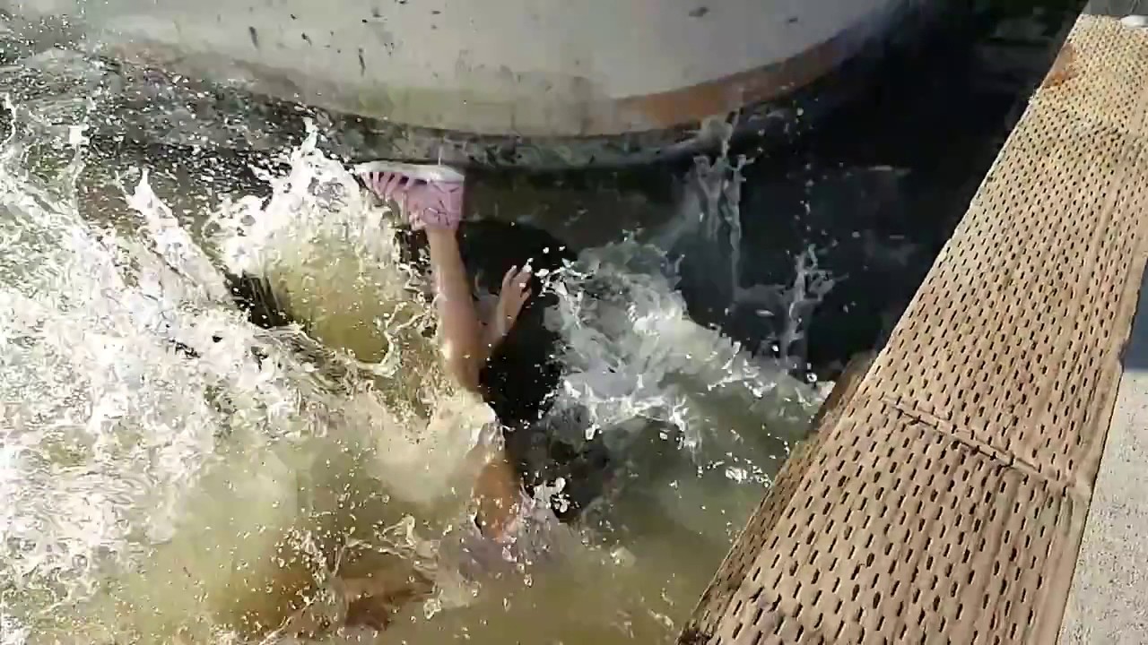 Девушку утащила в море в сочи. Тюлень утащил девушку в воду. Морской котик стащил девочку в воду.